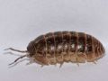 Armadillidium vulgare